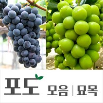 [경민농원]포도묘목 블랙사파이어 홍주시들레스 루비로망 묘목, 켐벨