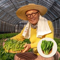 [첫물수확] 식객 허영만 추천 한정수량 산지재배 생명이나물 1kg/2kg, 산명이 2kg, 1개