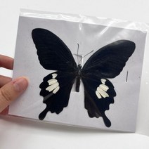 피규어 곤충 진짜 나비 표본 인형 생산 매력 홈 인테리어 액세서리 거실 컬렉션 아트, 40 40