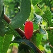 레드하니베리/삽목2년포트(2주묶음)/묘목/k0747, 1개