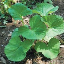 산나물씨앗 곰취씨앗 곰취씨 씨앗판매 종묘사 _ 2023895EA, 쿠팡 본상품선택