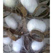 세탁볼 건조기양모볼 천연농가 완전번데기 건조 뽕나무누에고치 약용 누에고치 실 뽑기 약, 02 단궁 50마리 누에고치 완전 건조
