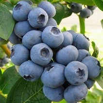 착한가격 나무생각 / 블루베리 / 첸들러 / 삽목6년 / 결실주, 1개