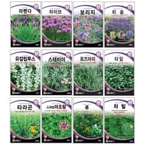 오레가노 유칼립투스 라벤다 오레가노 라벤다 로즈마리 페퍼민트 보리지 허브씨앗 타임 바질 카모마일 차이브 딜 레몬밤 세이지 히솝 소렐 유칼립투스 키우기 심기 재배 정원가꾸기, 레몬밤 150립