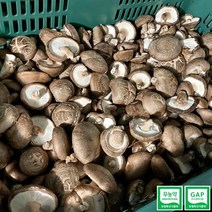 GAP인증 무농약인증 생표고버섯 실속형 3kg / 5kg /7kg / 10kg/ 12kg / 아이스팩+박스 발송, 실속형 10kg, 1개