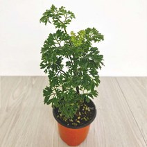 오너클랜 폴리셔스 폴리시아스 키우기쉬운 실내공기정화식물, 본품, 단일