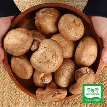 강원도 영월 무농약 표고버섯 650g, 중품 650g