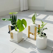 cocooning 키우기 쉬운 실내 초보자 공기 정화 청정 식물, 사각블랙, 문샤인