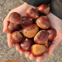 2023 공주밤 정안 햇밤 알밤 옥광밤 대보밤 칼집밤 조생밤 왕밤 밤, 알밤 2kg 대