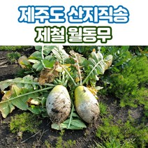 제주도 직발송 월동무, 월동무 7kg, 1개