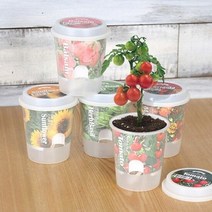 그로우 톡톡 - 마음을 노크하는 작은 정원, 선택:메리골드