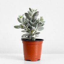 방울복랑 다육식물 다육이 화분 키우기 쉬운 식물 마이플랜트, 소품