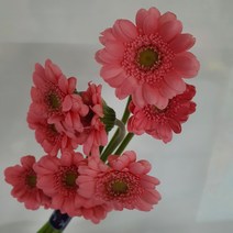 피콜리니 (초미니거베라 진분홍-10송이) / 고속터미널꽃시장 꽃도매 서리풀플라워