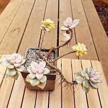 살구미인금 다육이 물들은 살구 다유기 다육 식물4두2금-200, 단품