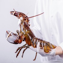 [직수입] 캐나다 활 랍스터 바닷가재 대왕 (600g/700g/1kg/1.5kg/2kg), 하브스 700g 내외