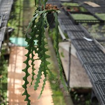 행잉식물 쇼우 지그재그 선인장 ㅣ 생선뼈 선인장 ㅣ 공작선인장 ㅣ 희귀선인장 ㅣ