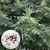 붉나무 씨앗200립 정원수 가로수 오배자나무 염부목 재배높이 7m, 1개
