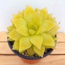 보초금 다육이 노란 잎장을 가진 풍성한 다육 랜덤1-30, 단품, 1개