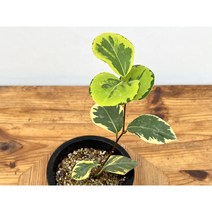 오!플랜트 무늬동백 해남복륜 무늬동백나무, 1개