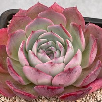 [ 풀풀다육 ] 라우렌시스 대품 명품 창 다육 식물 국민 다육이, 1개