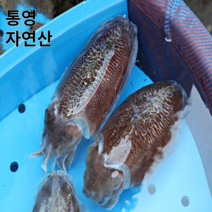 [오후 2시까지 당일 출고]살아있는 활 갑오징어 생물 1kg 오후 2시 까지 당일발송 통영 앞바다에서 자란 싱싱한 회감 활갑오징어 빙장 탱탱한 식감, 활 갑오징어 4kg