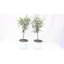 [골든플랜트] 올리브나무 올리브 거실화분 인테리어식물 올리브나무키우기 반려식물키우기