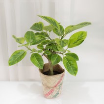갑조네 뱅갈고무나무 중품 인테리어화분 플랜테리어 개업화분, 1개