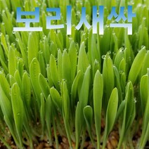 분당밀싹농장 새싹보리300g 녹즙재료 녹즙 새싹채소