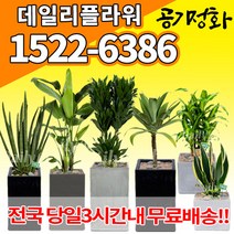 실내공기정화식물 미세먼지 공기청정 키우기쉬운식물 플랜테리어 식당 개업축하선물 산세베리아 고무나무 안시리움 율마 아가베 아레카야자 승진화분, (선택08)꽃기린