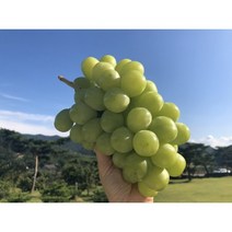 영천산 프리미엄 망고포도 씨없는 샤인머스켓 1kg, 1kg(2수) 특품, 1개