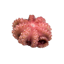 자숙문어 냉동문어 데친 숙회, 1마리, 중 (500-600g/수입)