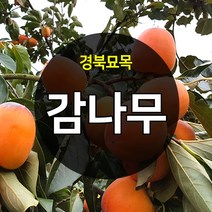 우수한 품종의 나무묘목 유실수 과실수 약용수 조경수 판매중, 감나무, 대봉 접목  상묘