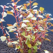 초보 수초 키우기 루드위지아 슈퍼레드 3뿌리.미미네아쿠아