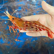 독도새우 꽃새우 닭새우 / 산지직송 횟감 선어, 냉동 독도 닭새우500g(15미전후)