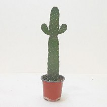 만세선인장(중) 홈가드닝 실내 인테리어 식물, 단품