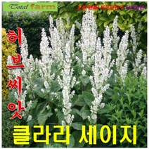 희귀씨앗 허브씨앗 클라리세이지 화이트 15립