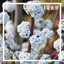 내꽃농원 좀작살(매직컬 스노우스타) 삽목 2년