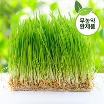 대용량 고양이 캣그라스 수경재배 풀 캣글라스