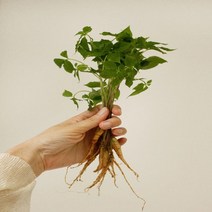 [프레쉬푸드] 김숙현 농부 유황 새싹삼 50뿌리 대, 단품, 단품