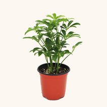 마이플랜트 [마이플랜트]홍콩야자 공기정화식물 소형 식물키우기 모종, 선택완료, 홍콩야자