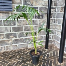 포스트플라워 겐차야자 키 100cm 전후