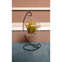 노랑 이오난사 틸란드시아 특대형 인테리어 화분