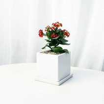 칼랑코에 사계절 피는꽃 사각 화이트 화분 카랑코에 가랑코에 반음지 식물, 칼랑코에 소형, 사각화이트화분+관리카드+서비스영양제