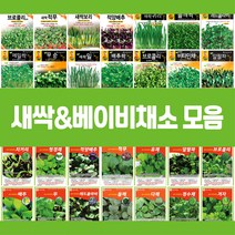 각종 새싹 베이비채소 씨앗 모음, 29.베이비치커리