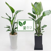 꽃친구 극락조 여인초 개업 이사 집들이 선물 실내 축하 화분 전국 당일배송, 극락조 사기분 2호, 물받이받침(8.000원)