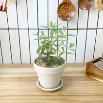 1+1 레몬버베너 키친허브 화분 세트 애플민트 딜 바질 베란다 텃밭 허브 키우기, H05.레몬버베너, H14.오데코롱민트