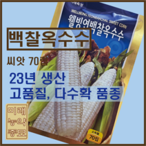 웰빙 연백찰옥수수 씨앗/국내산 찰옥수수-23년생산 70립 (소독필)