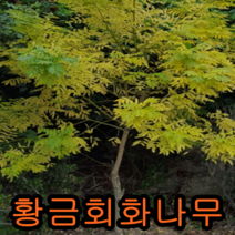 황금회화나무 접목1년특묘 꽃나무 유실수 조경수 묘목 황금회화나무