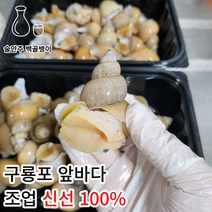 [구룡포앞바다선주직송] 마미템 구룡포 활 생물 백고동 대 중 소, 구룡포 백고동 (중) 1kg, 1개