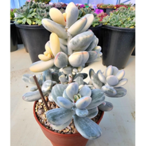 (숙이네다육이야기)954-방울복랑금 청정 남해 화분과 함께 배송